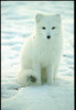 Snow Fox Pet