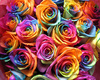 rainbow roses for you