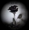 black and white rose