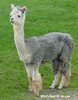 A Llama