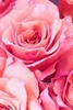 pink rosses