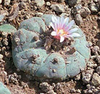 Peyote