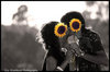 Sunflower Kisses xx