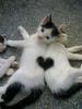 Fuzzy kitty love