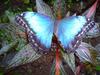 Blue Butterfly