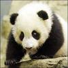 Endangered Species - Panda