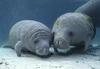 Manatee Love