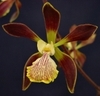 Encyclia Alata Orchid