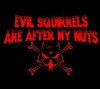 Evil squirrels are after my nuts