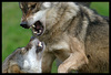 wolf fight