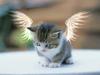 kitty angel