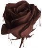 chocolate rose