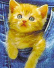 Kitty in the Pocket