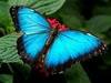 a Blue Butterfly