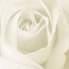 A White Rose