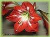 Hippeastrum