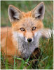 foxy~