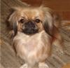 Pekingese puppies