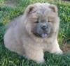 Chow Chow puppies 