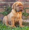 Bordeaux (French Mastiff) puppie