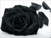 black rose