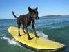 ActivePet Doggy Surfboard