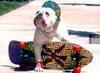 ActivePet Doggy skateboard 