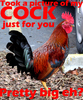 Picture of my Cock