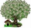 Money Tree!!!