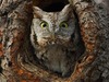 An owl watchman