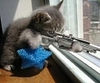 Cat Sniper