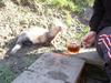 Boozy Ferret