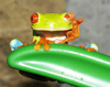 A Froggy Hello