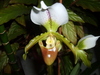 Lady's Slipper Orchid homegrown
