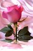 Single Pink Rose