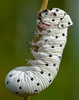 A dogerpillar