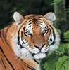 Beautifull Jungle Tigress
