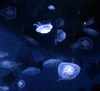 Jellyfishaquariu m