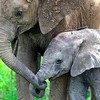 Elephant Love