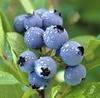A hug disguised as blueberries 