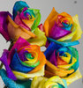 a dozen colourful roses