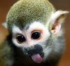 Baby Squirrel Monkey