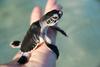 Baby Indonesian Sea Turtle