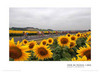 a field of sunflowers