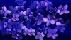 An ocean of violets in bloom