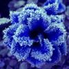 Frosted Blue Rose