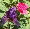 Black Iris and Rose