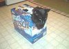 beer cat carrier