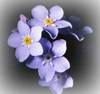 forget-me-nots