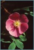 wild rose